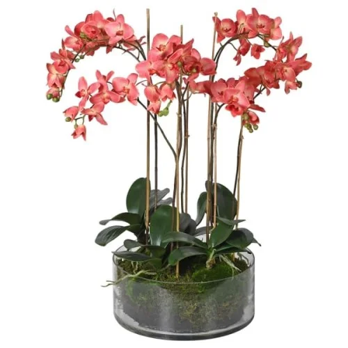 Kup online Storczyk Queen Dark Pink 78 cm przeżroczysta doniczka o średnicy 35 cm różowe kwiaty